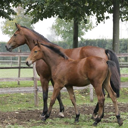 San Giacomo Horses & Agriturismo Arluno Extérieur photo