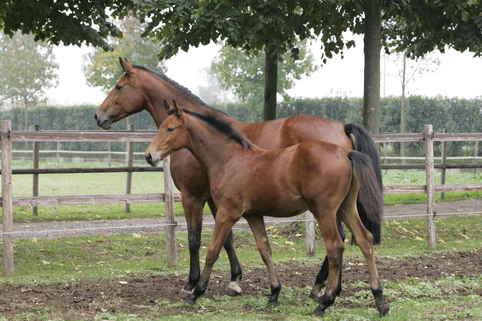 San Giacomo Horses & Agriturismo Arluno Extérieur photo