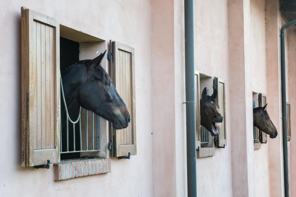 San Giacomo Horses & Agriturismo Arluno Extérieur photo