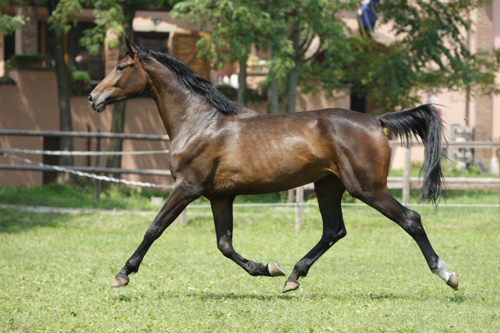 San Giacomo Horses & Agriturismo Arluno Extérieur photo
