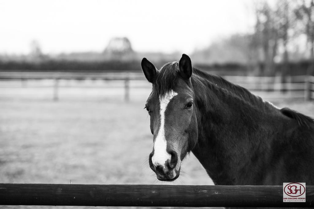 San Giacomo Horses & Agriturismo Arluno Extérieur photo