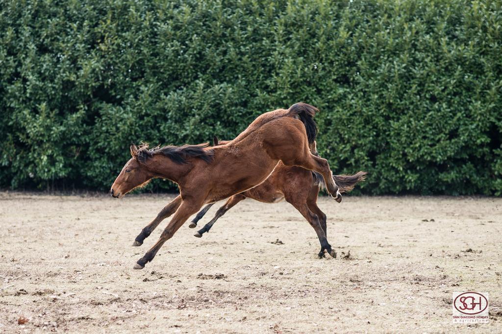 San Giacomo Horses & Agriturismo Arluno Extérieur photo